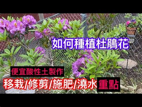 杜鵑風水|【家裡種杜鵑】家裡種杜鵑，風水禁忌超重要！擺對旺家運，擺錯。